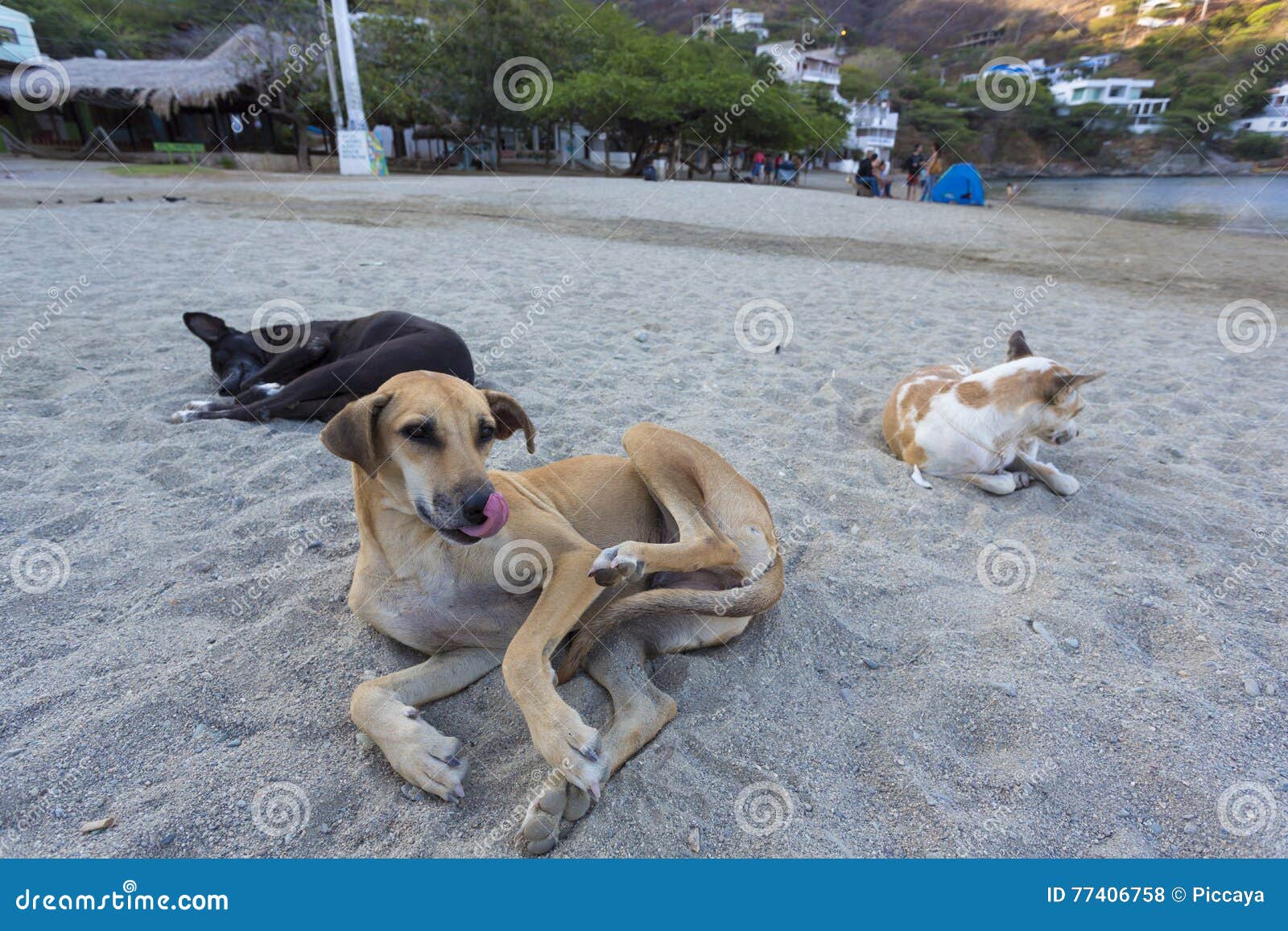 dogs laying down the beach of taganga in the morning. colombia