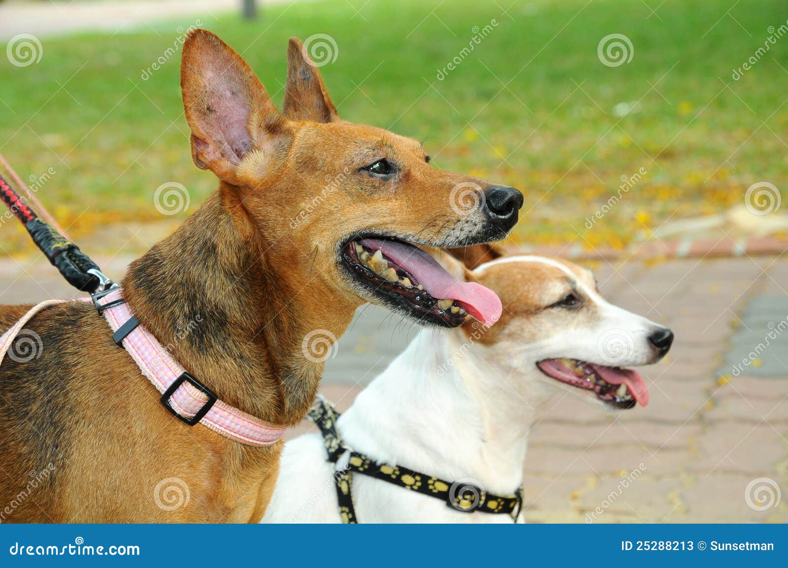 Dogs on Lease stock image. Image of pedigree, collar 25288213