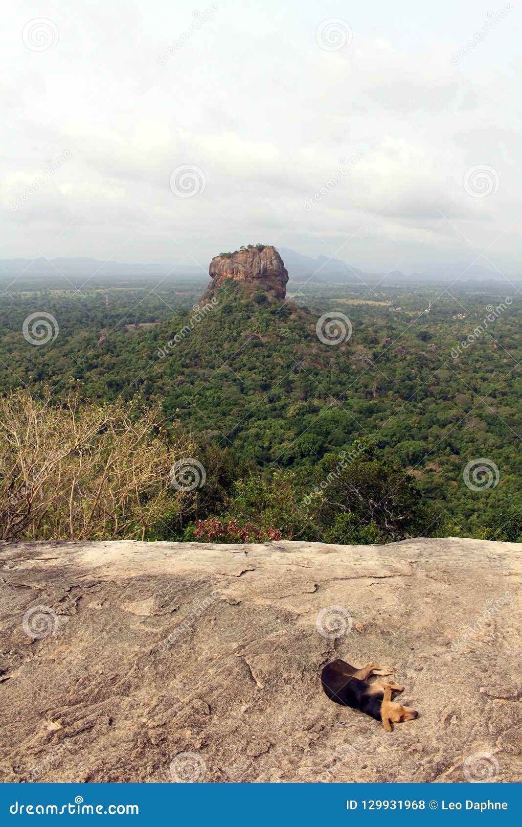 dogs and monkeys enjoying sigiriya - the lion rock-, as seen fro