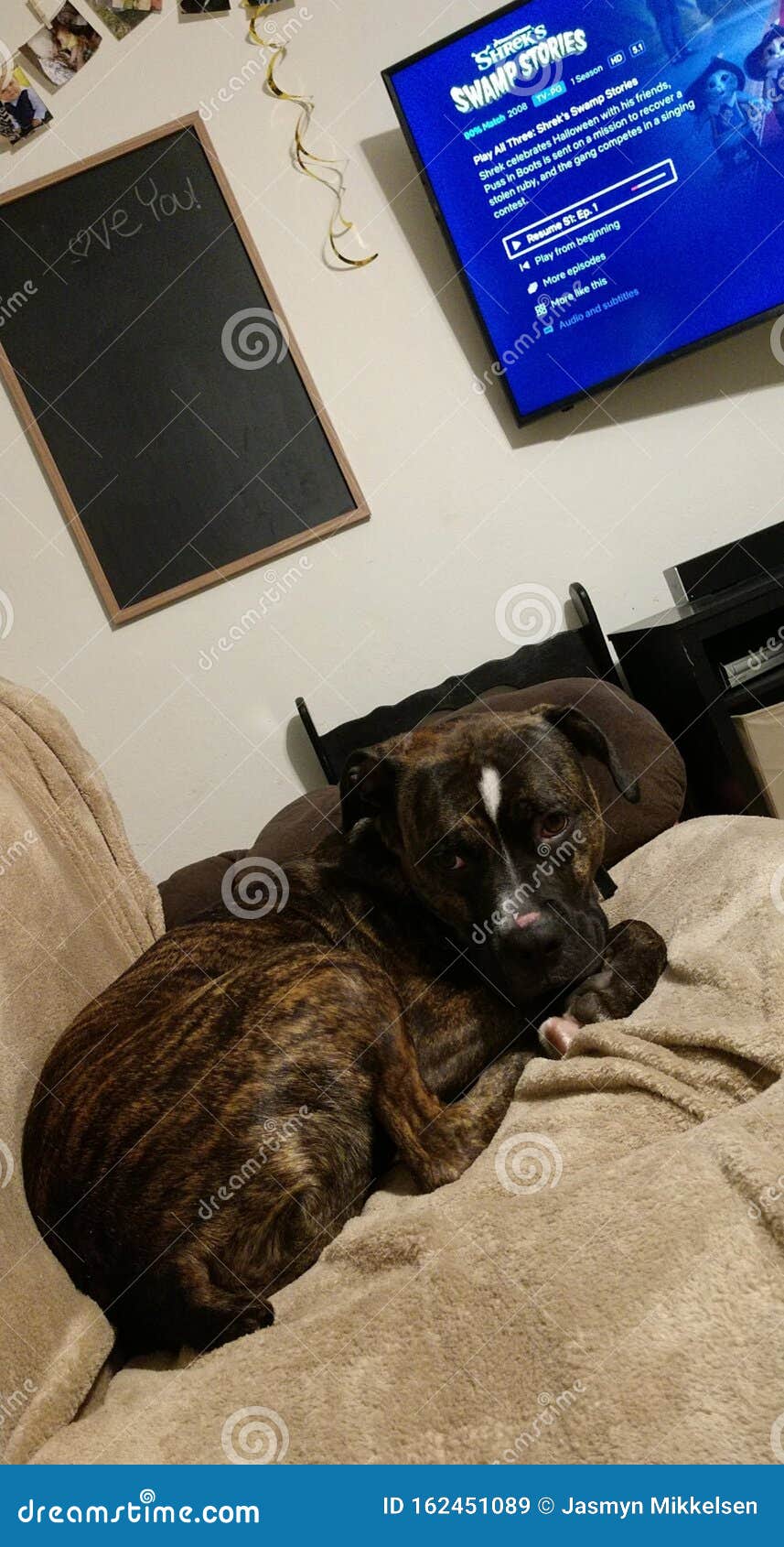 A Dogs Most Comfortable Life Editorial Stock Image Image of dogs