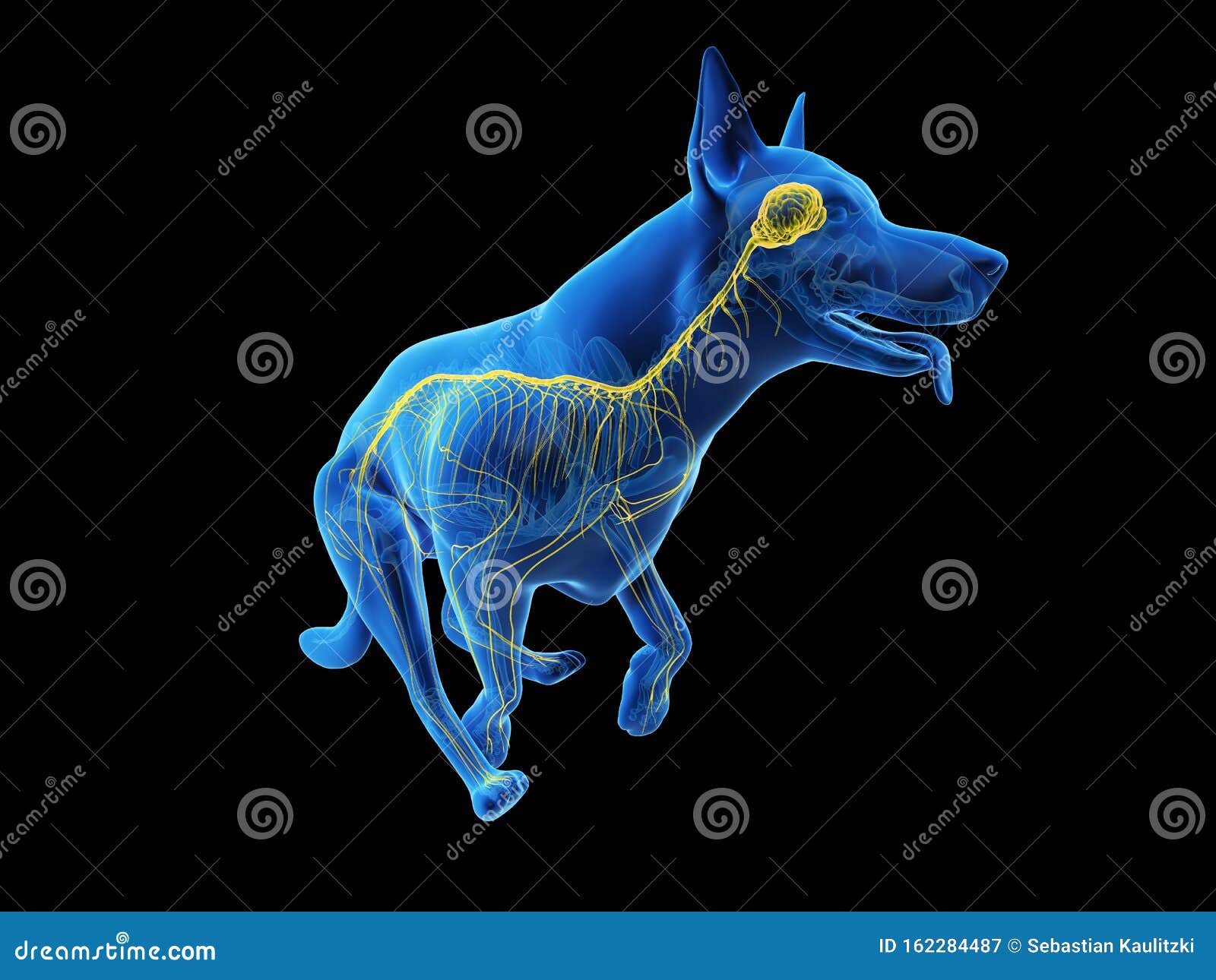 A Dogs Nervous System RoyaltyFree Illustration
