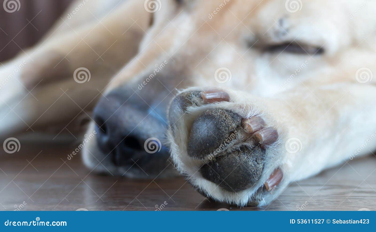 Dogs Paw stock image. Image of labrador, footprint, paws 53611527
