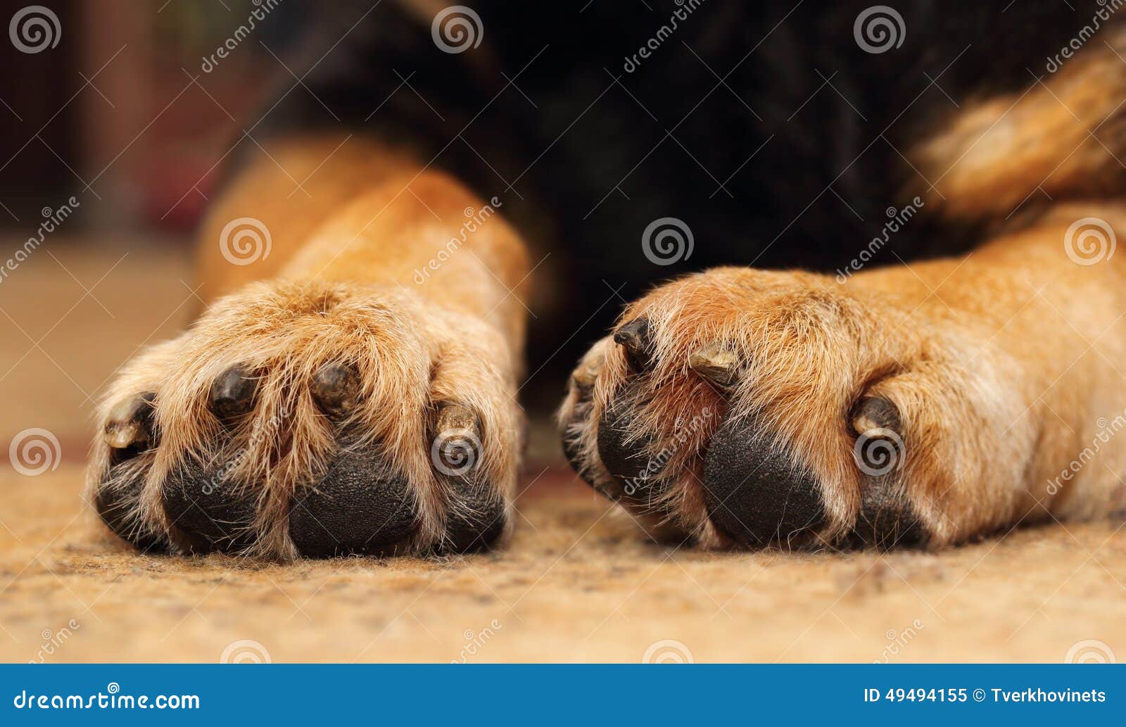 dogs paws