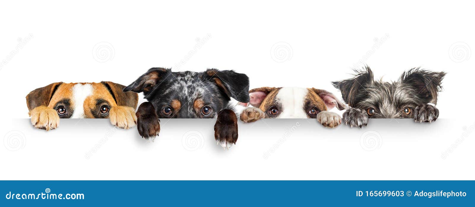 dogs peeking eyes and paws over white web banner