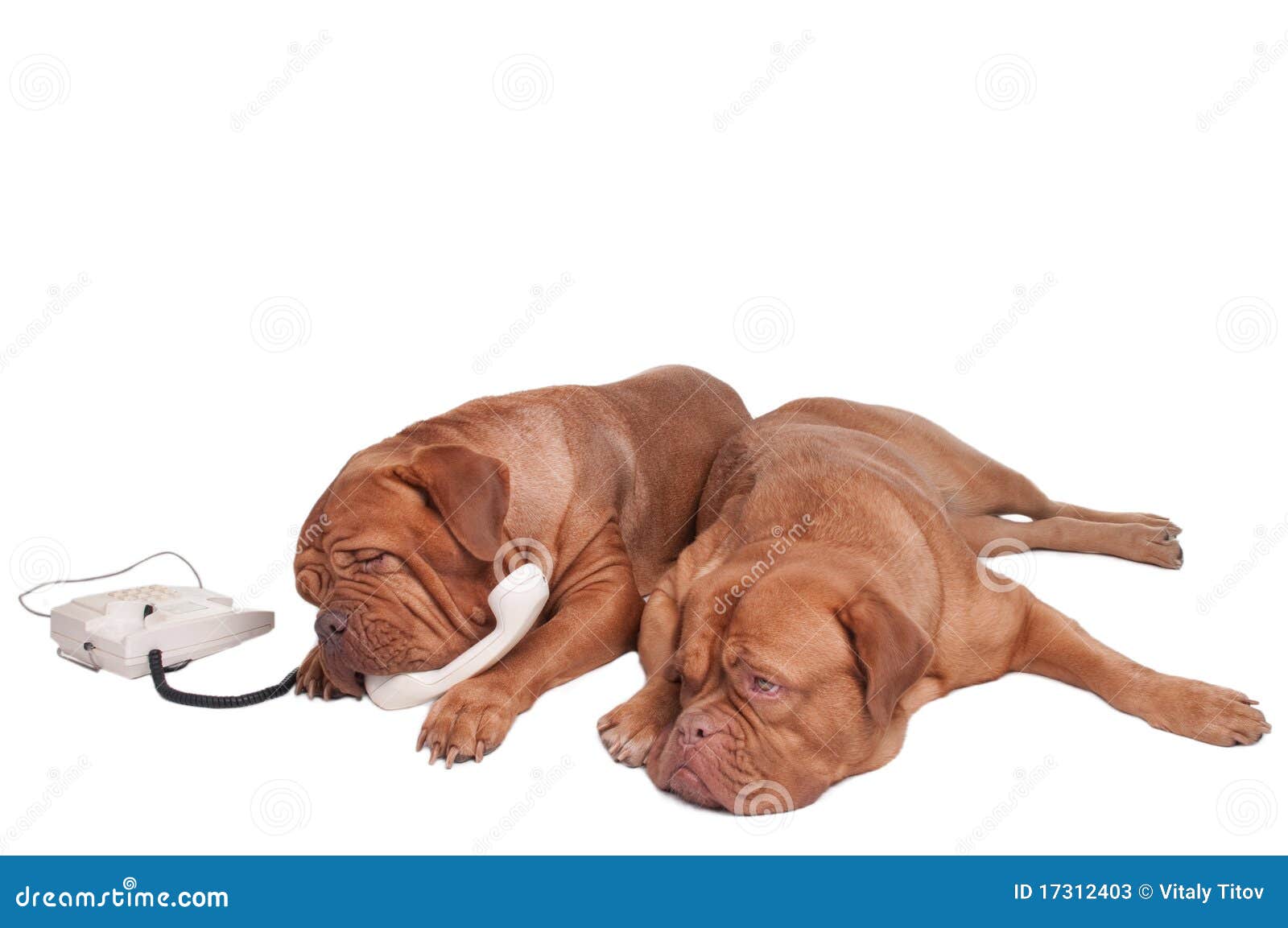 Dogs on the phone stock image. Image of dogue, speaking 17312403