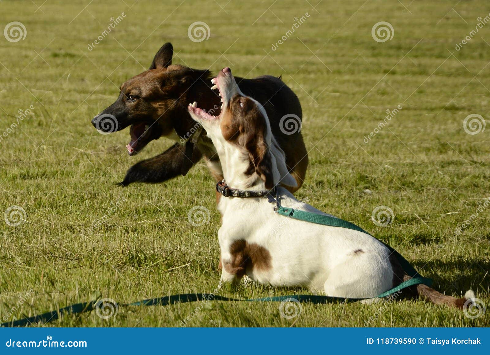 are basset hound puppies aggressive