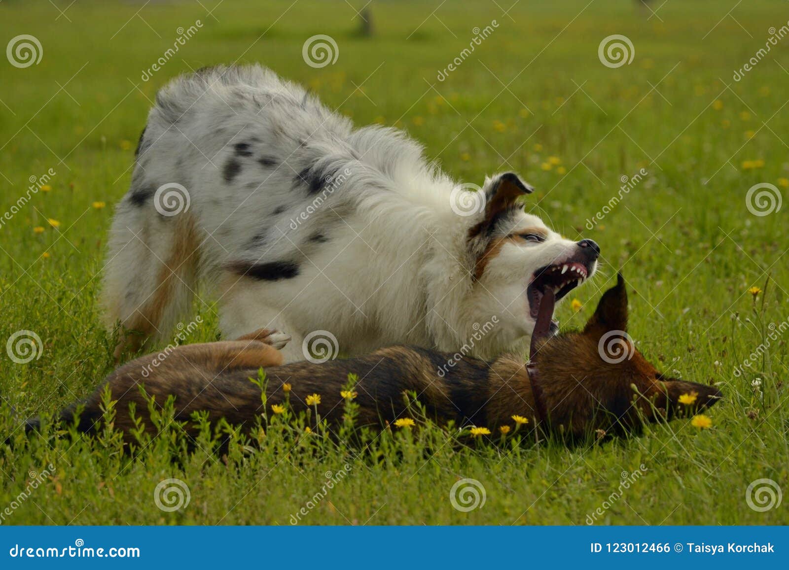 huh Vedligeholdelse håndjern Dogs Play with Each Other. Young Australian Shepherd Dog. Aussie. Merry  Fuss Puppies. Aggressive Dog. Training of Dogs. Puppies E Stock Photo -  Image of emotion, dark: 123012466
