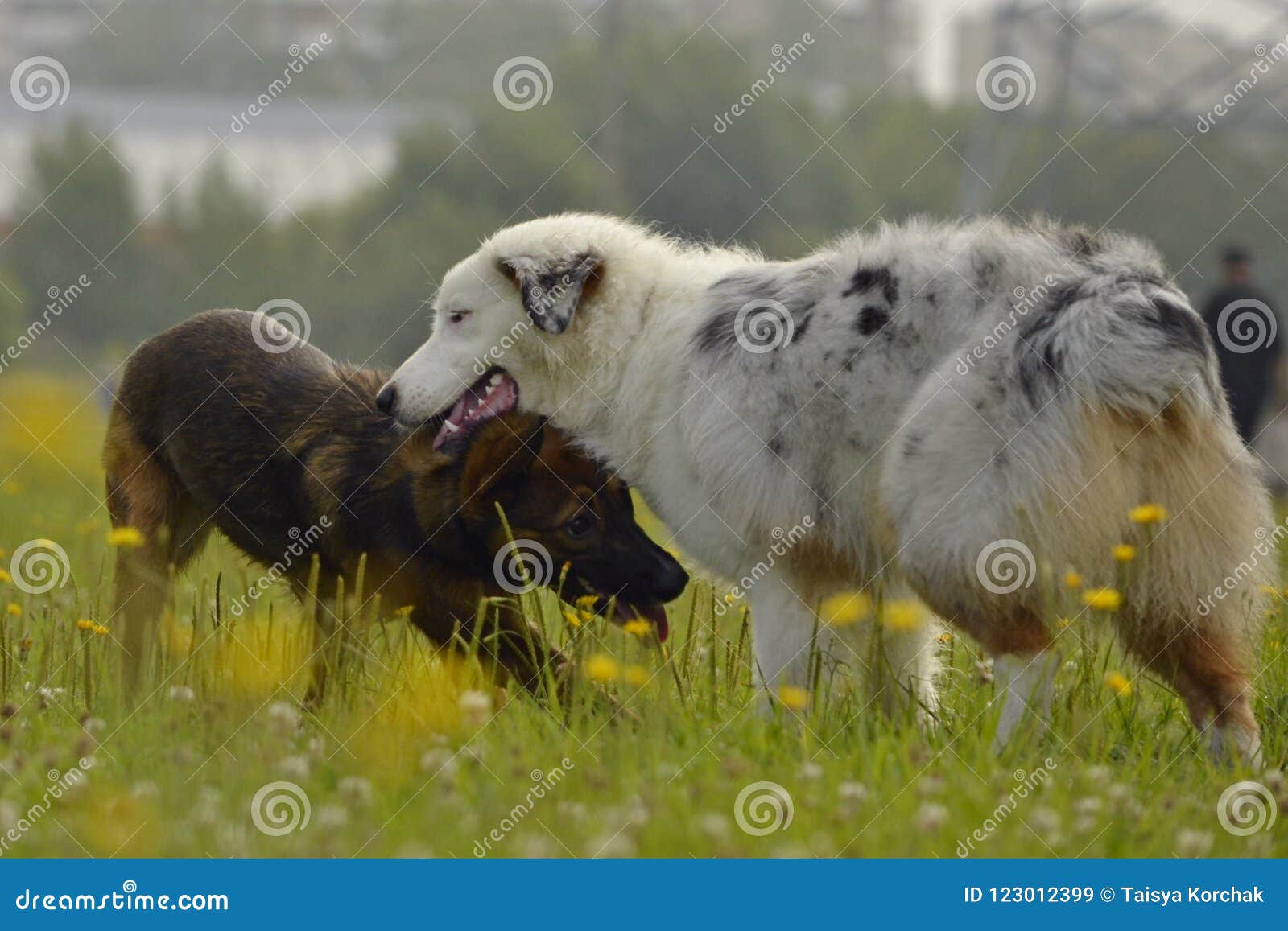 vokse op glemsom Abnorm Dogs Play with Each Other. Young Australian Shepherd Dog. Aussie. Merry  Fuss Puppies. Aggressive Dog. Training of Dogs. Puppies E Stock Image -  Image of blemishes, aggressive: 123012399