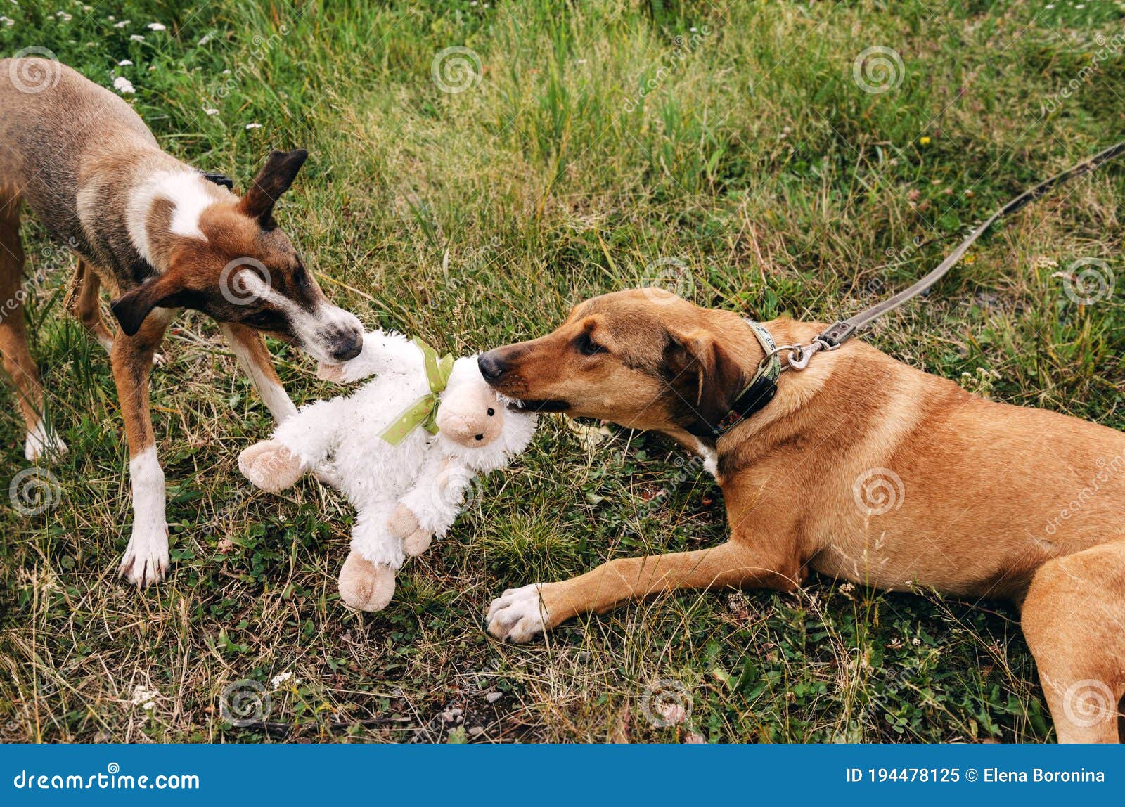 Dogs Play with a Toy on the Grass in a Clearing, Pets Stock Image