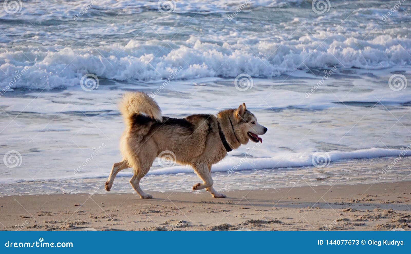 Dogs are Played on the Beach Stock Image - Image of narcissus, meet