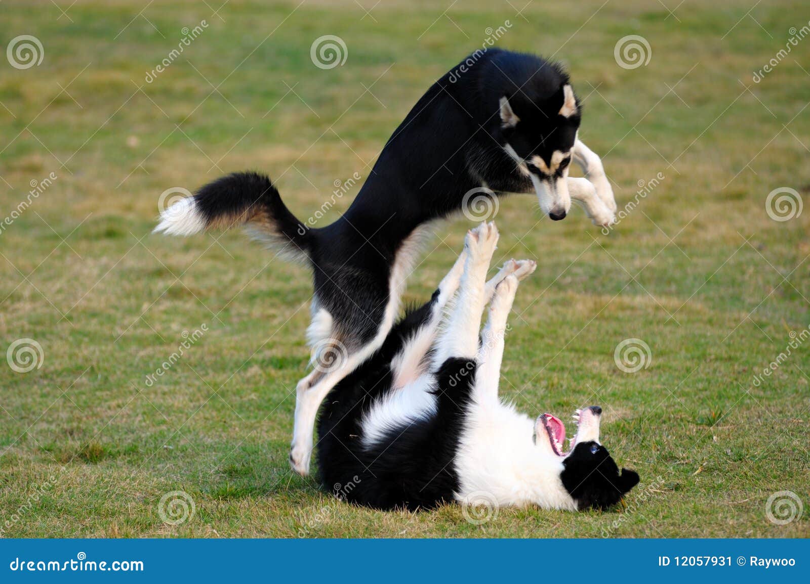 dogs playing