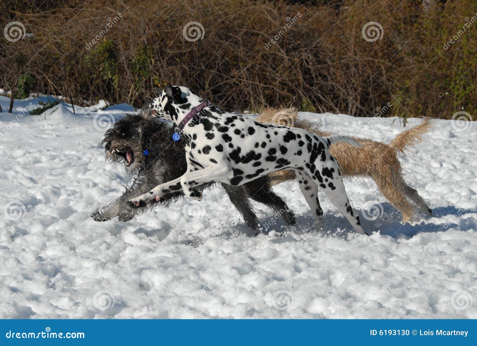 Dogs Playing Chasing in Snow Stock Photo Image of playing, tagging