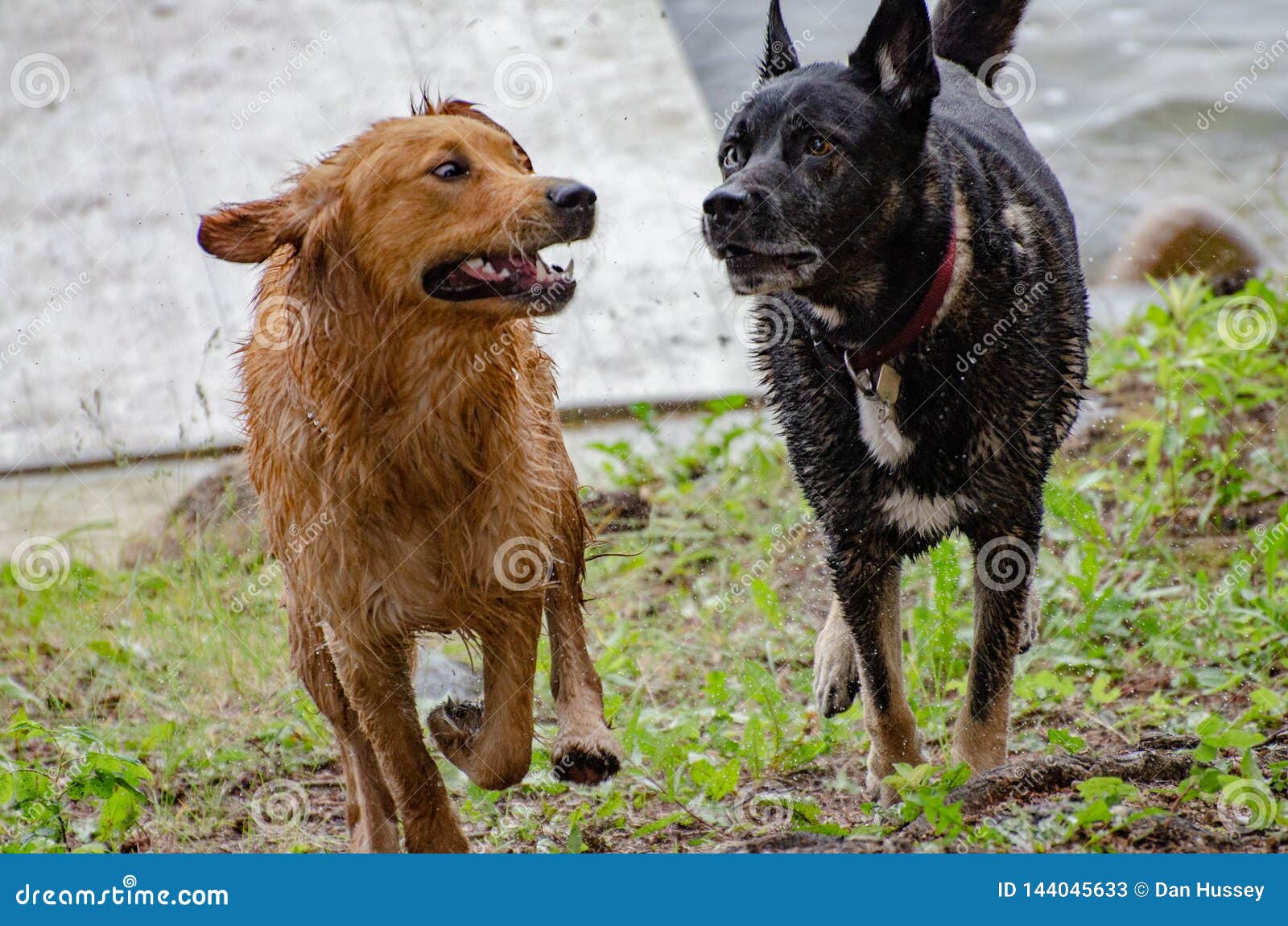 Funny Siberian Husky Golden Retriever German Shepherd Mix