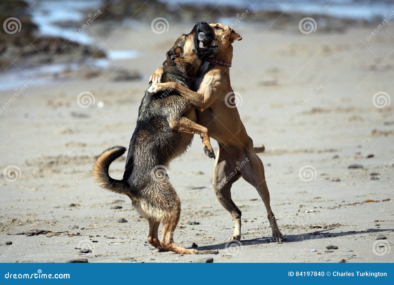 is it ok for dogs to play rough with each other