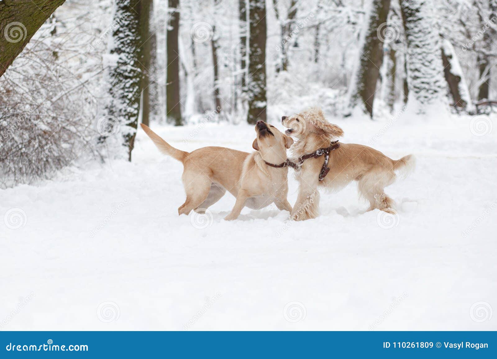 Dogs Playing in Snow. Winter Dog Walk in the Park Stock Image Image