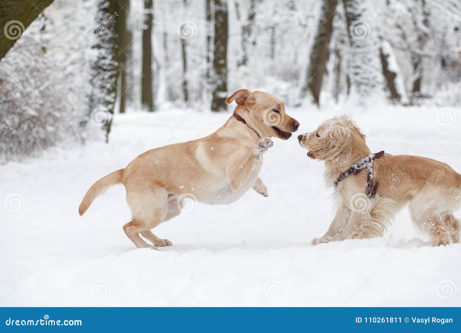 Dogs Playing In Snow Winter Dog Walk In The Park Stock Image Image Of Jump Little