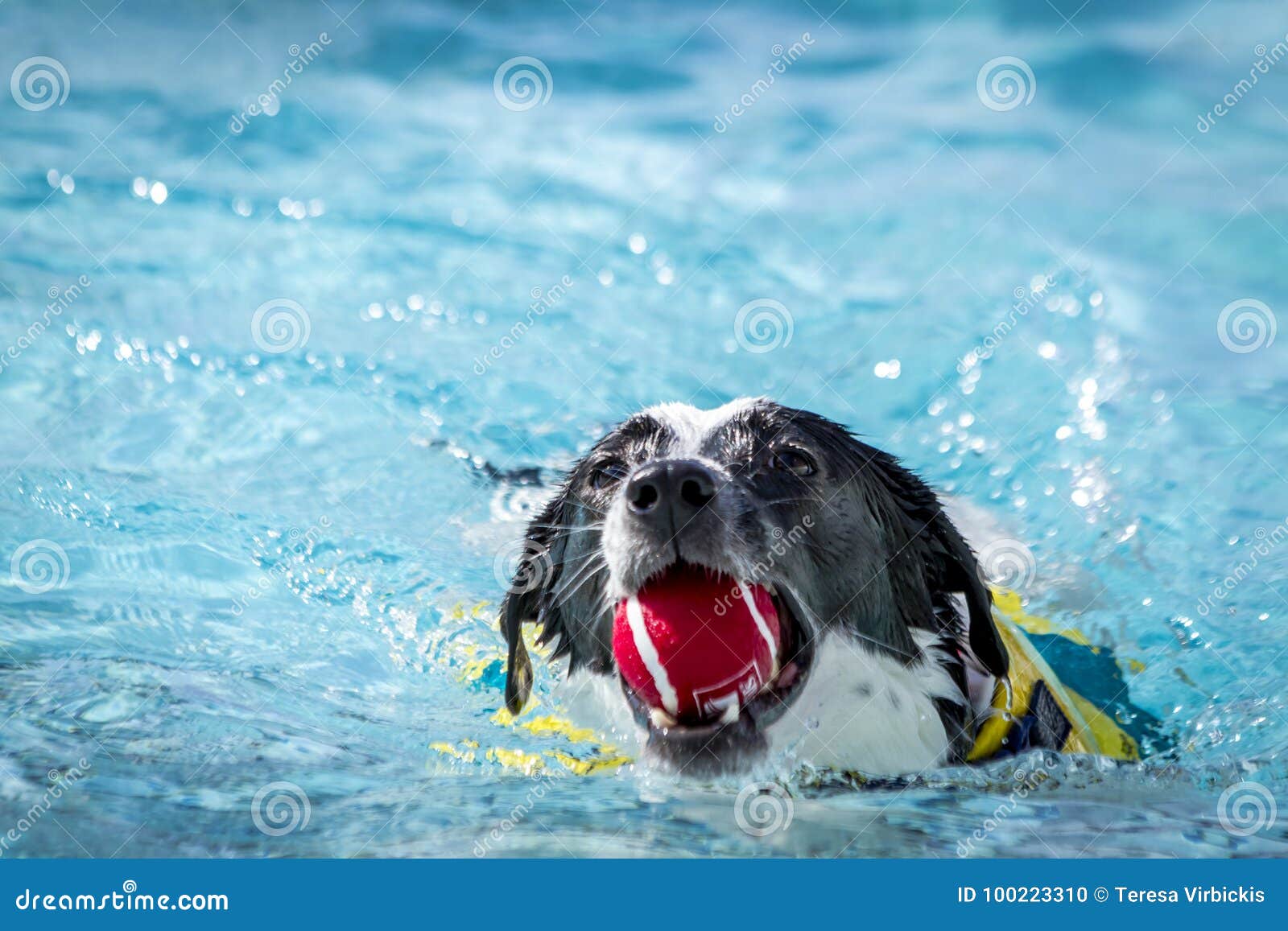 Dogs Playing in Swimming Pool Stock Photo - Image of dripping, soaked