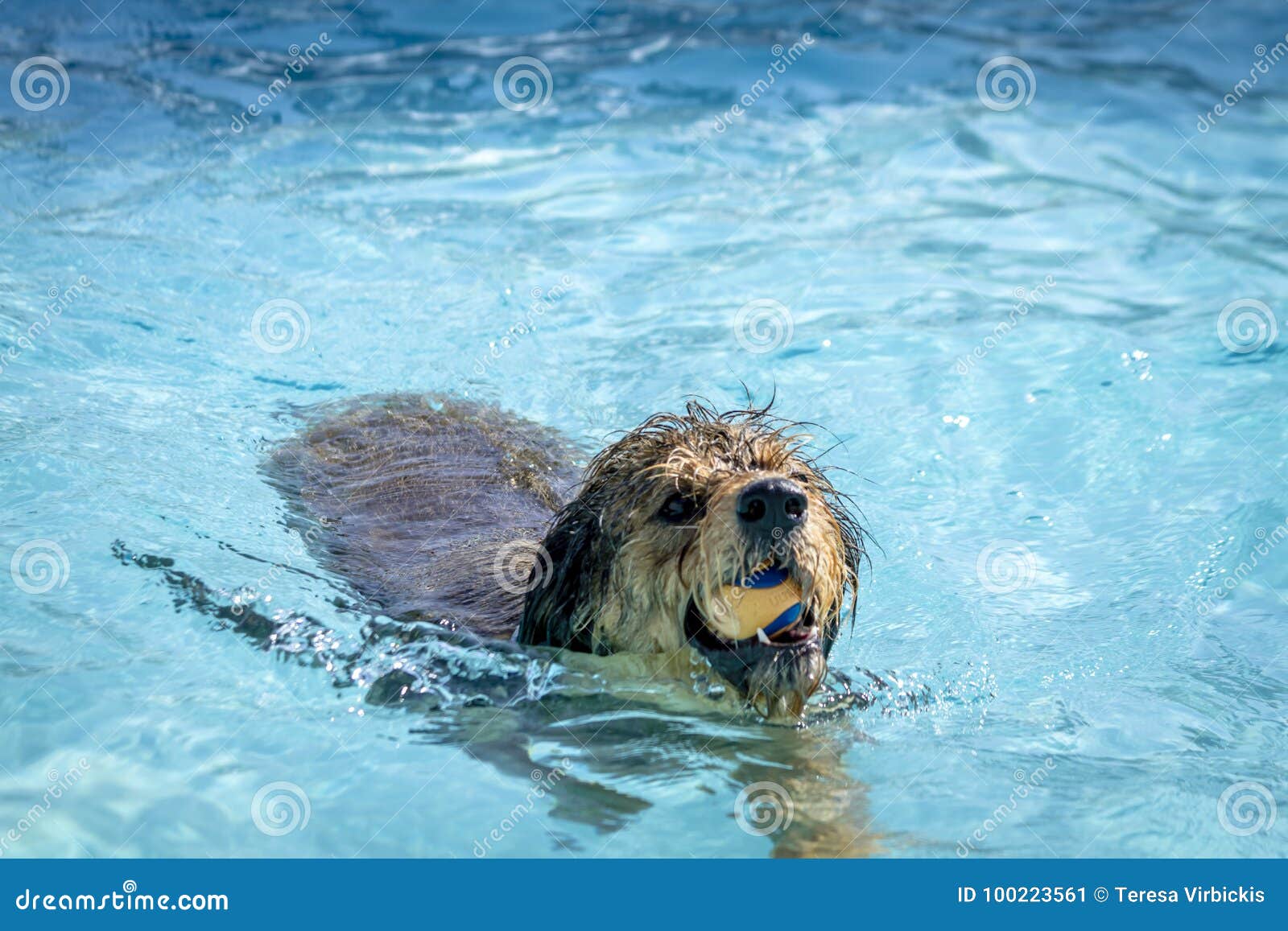 Dogs Playing in Swimming Pool Stock Image - Image of mutt, paws: 100223561