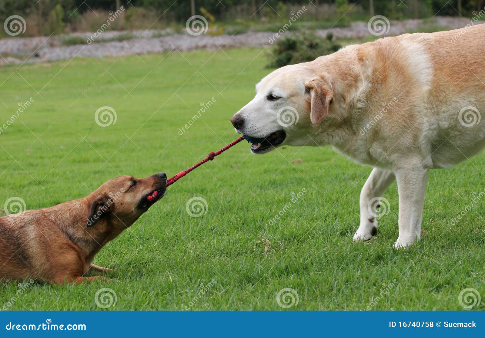 dog play rope