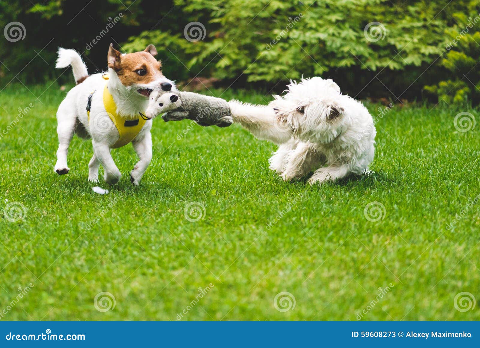 Dogs Playing Tug War With A Toy Stock Image - Image of terrier, canine:  59608273
