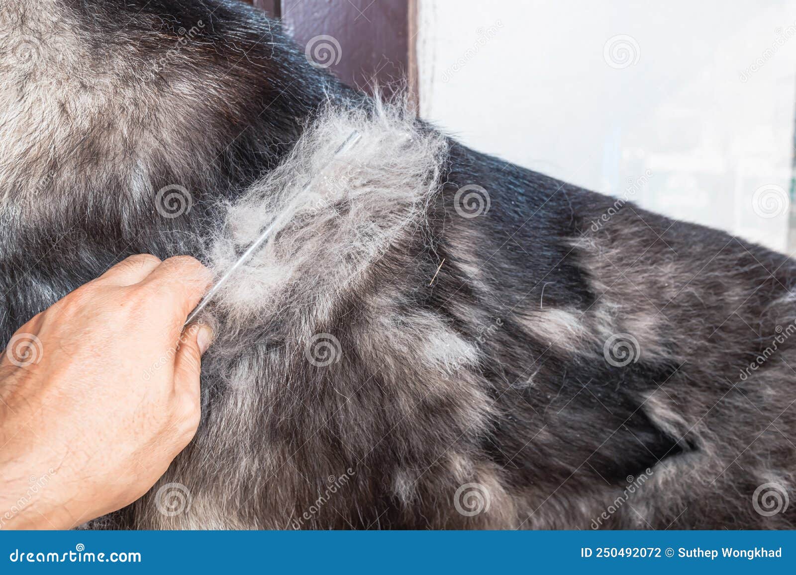Dogs are in Poor Health Cause a Lot of Hair Loss. Groomer Combing the Long Hair of Cute Dogs Stock Photo - Image of combing, body: 250492072 Dogs are in Poor Health Cause a Lot of Hair Loss. Groomer Combing the Long Hair of Cute Dogs Stock Photo - Image of combing, body: 250492072