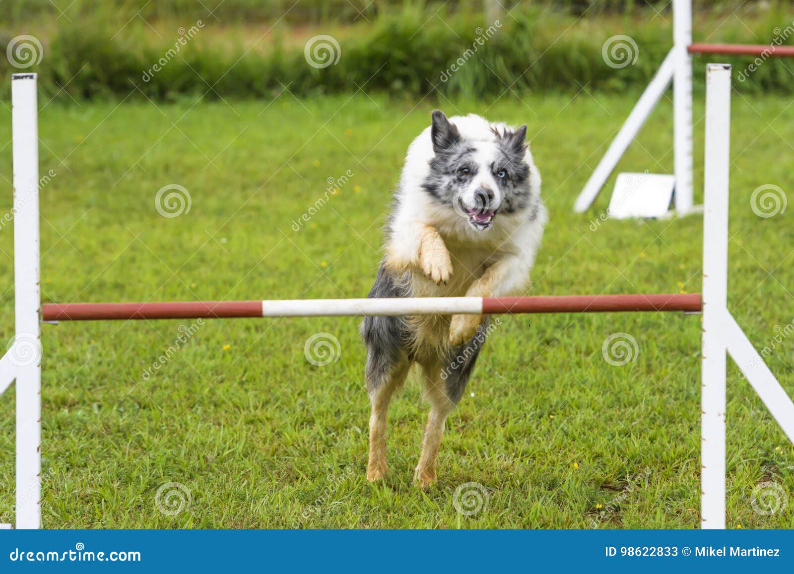 Dogs Practicing the Sport of Agility Editorial Stock Photo Image of