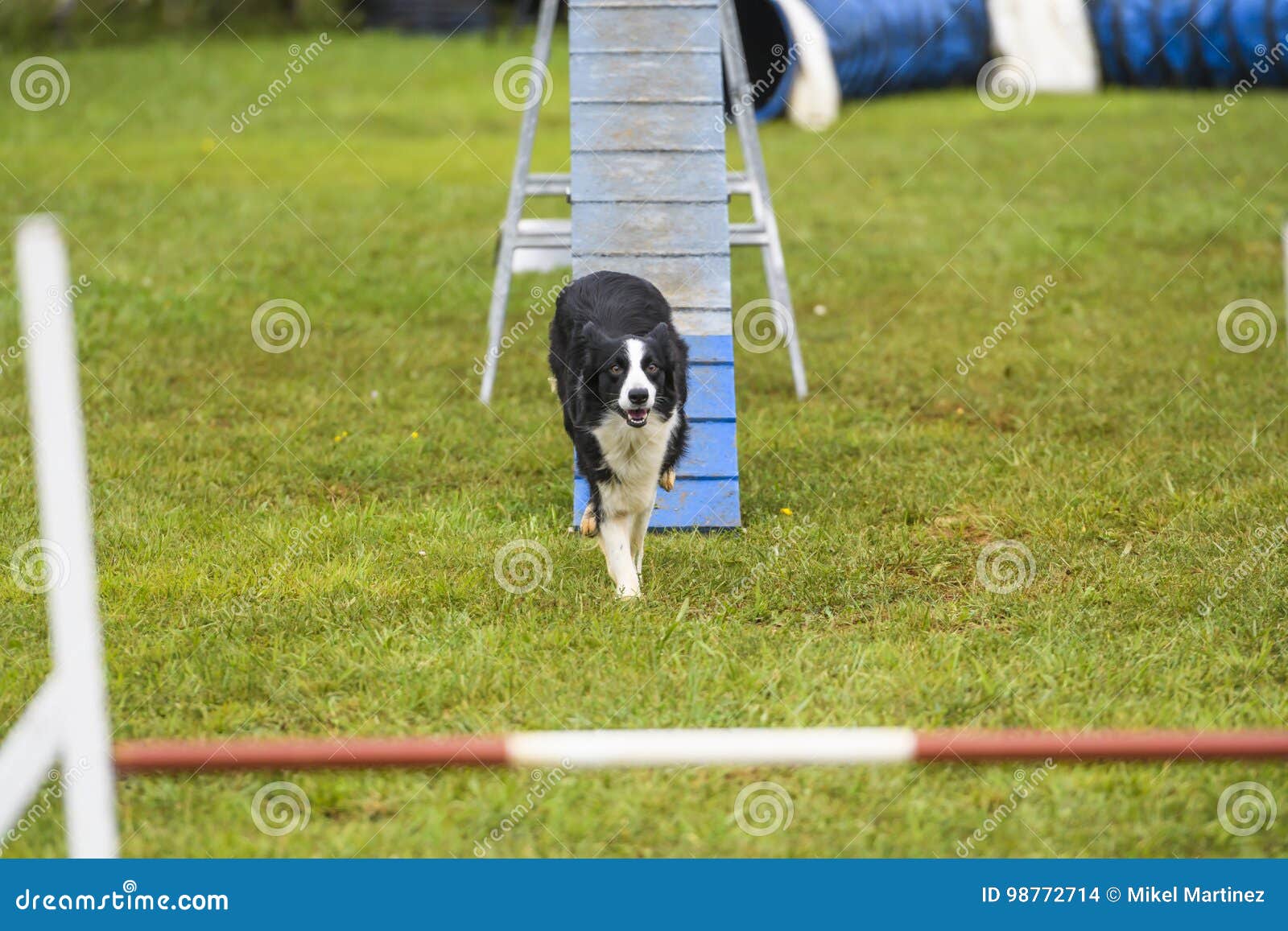 Dogs Practicing the Sport of Agility Stock Photo Image of animal