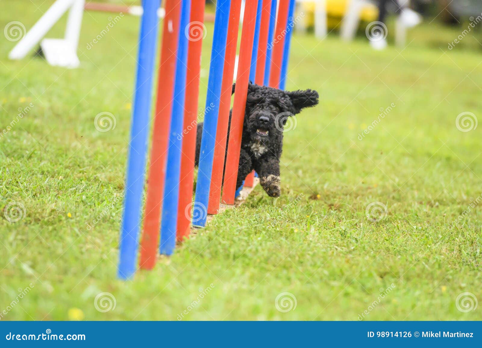 Dogs Practicing the Sport of Agility Stock Photo Image of agility