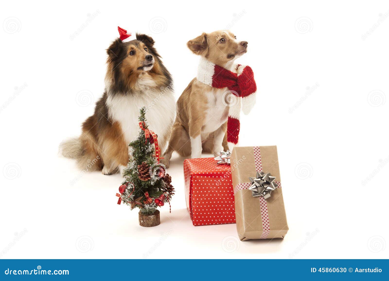 Dogs with presents stock photo. Image of friends, gifts - 45860630