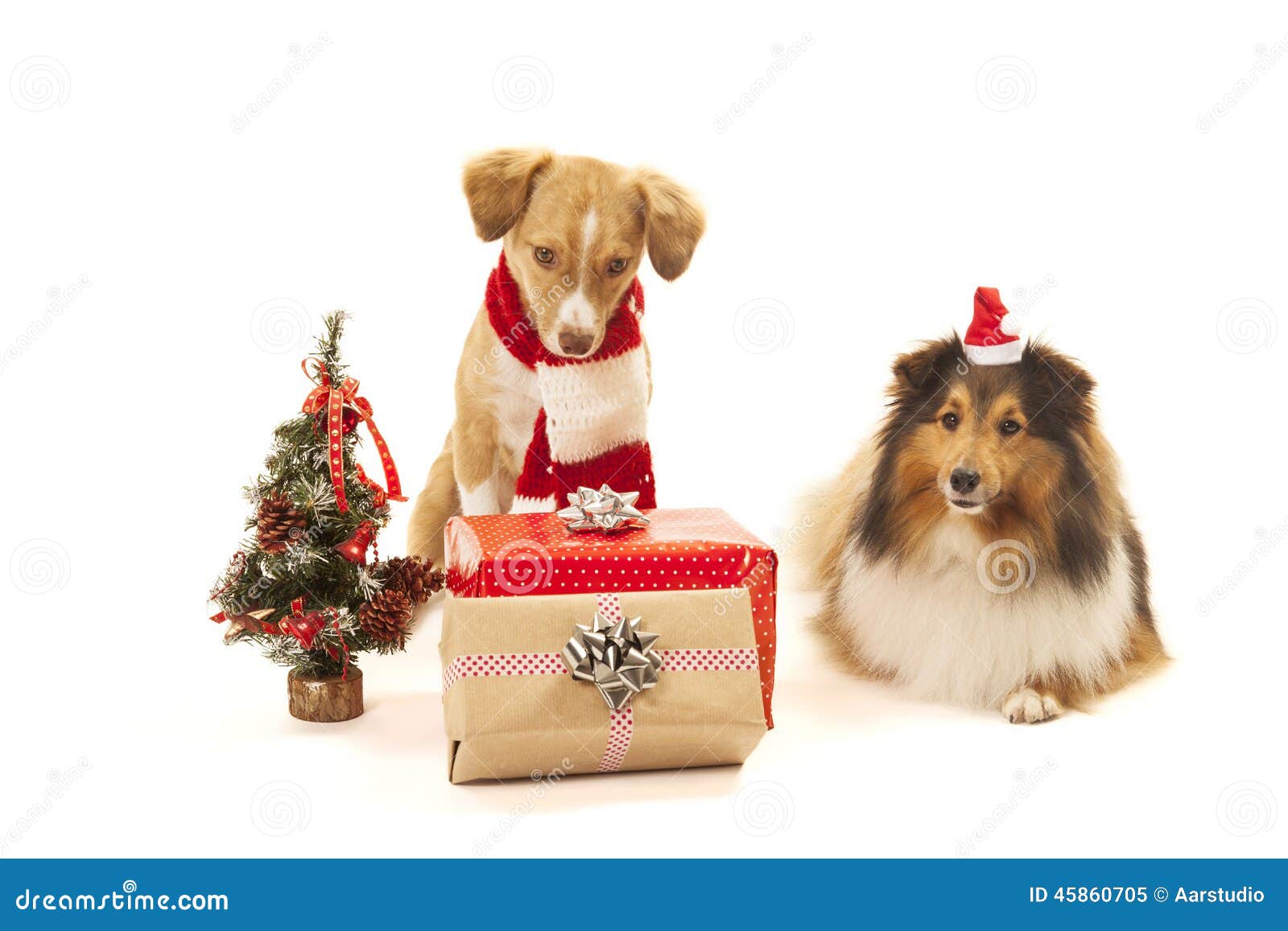 Dogs with presents stock image. Image of presents, holiday - 45860705