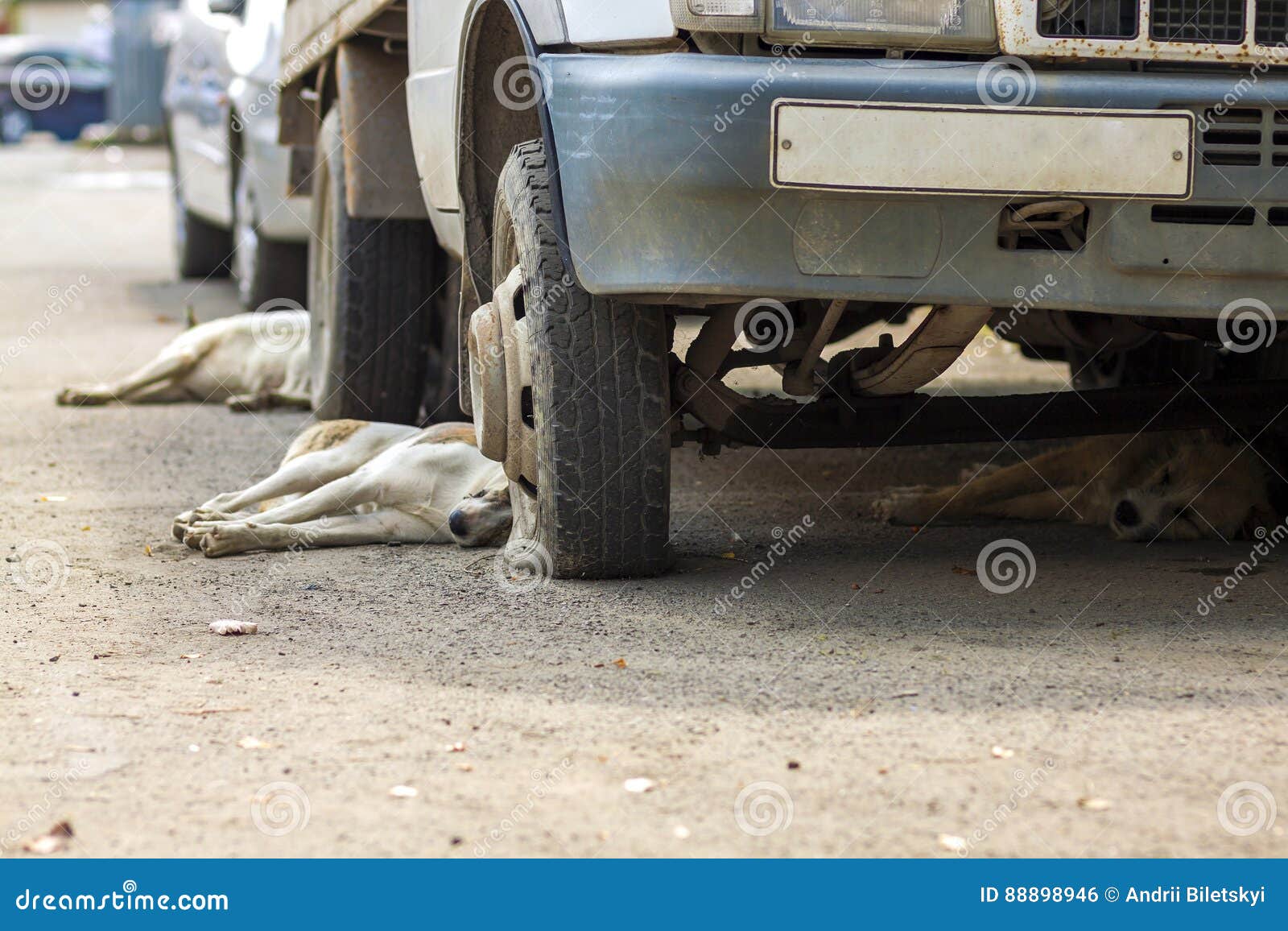 Dogs Driving Old Car Photos Free & RoyaltyFree Stock Photos from