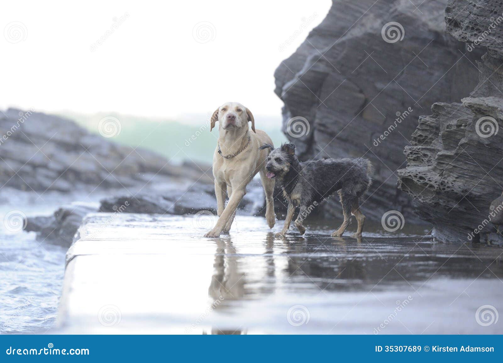 Dogs between the rocks stock image. Image of mans, race 35307689