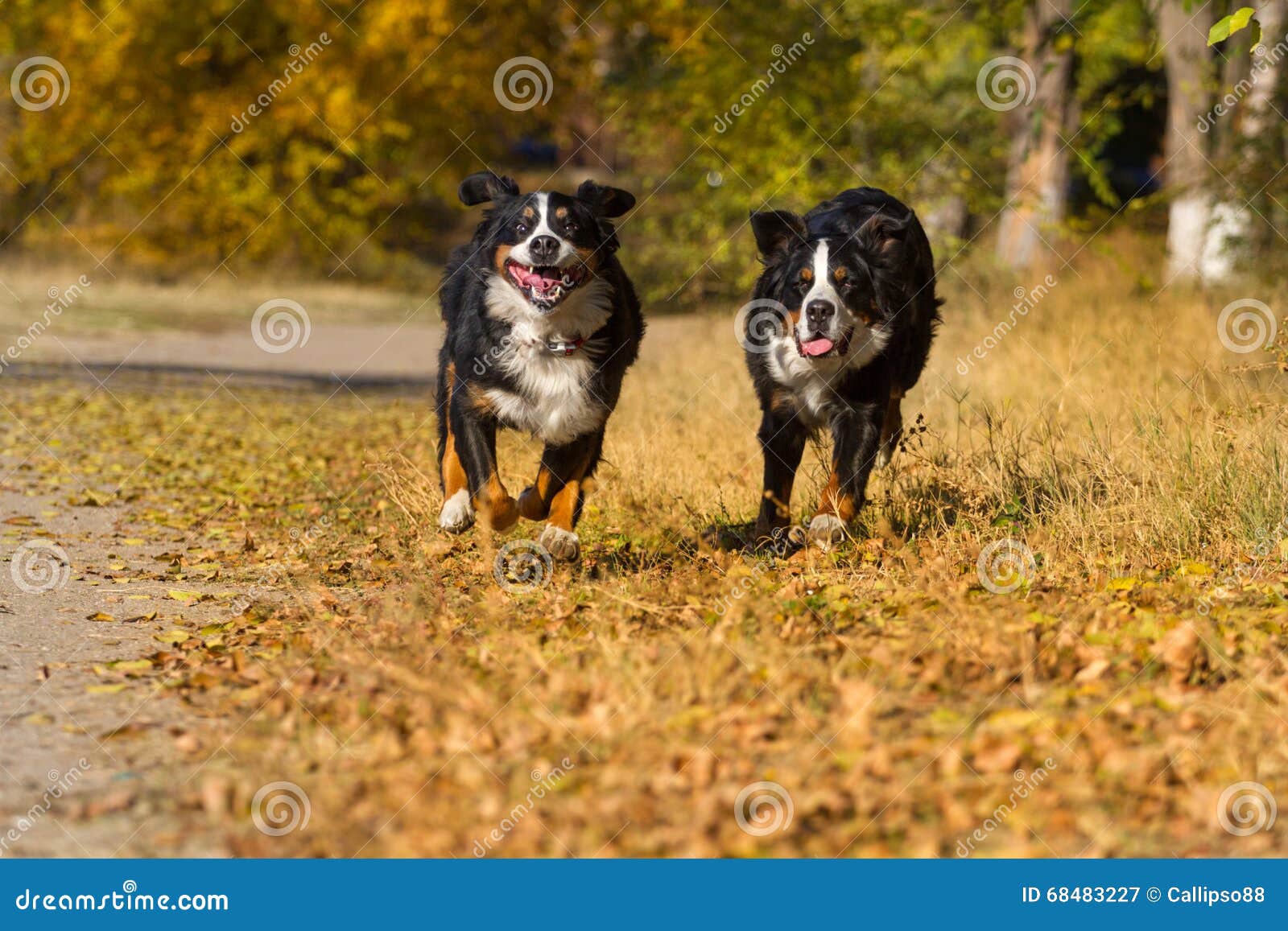 Dogs run fast stock image. Image of leaves, happiness 68483227