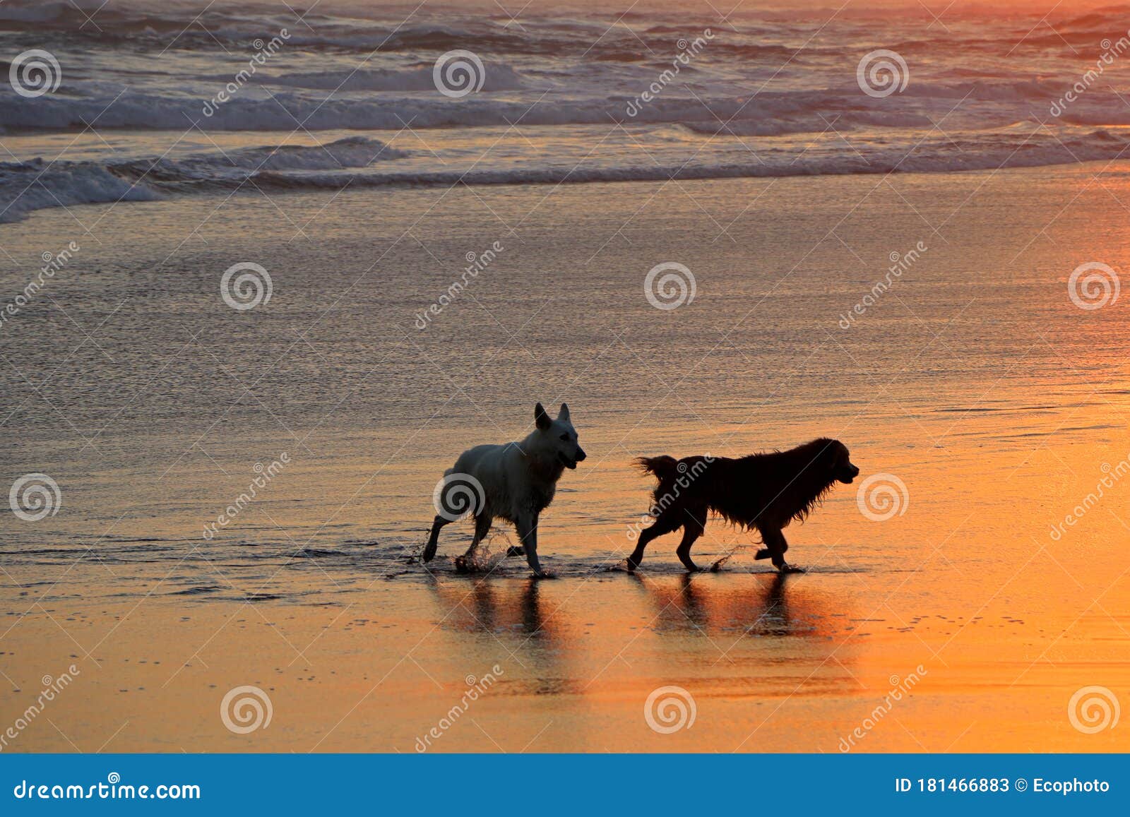 Dogs on Scenic Beach at Sunset Stock Image Image of canine, dogs