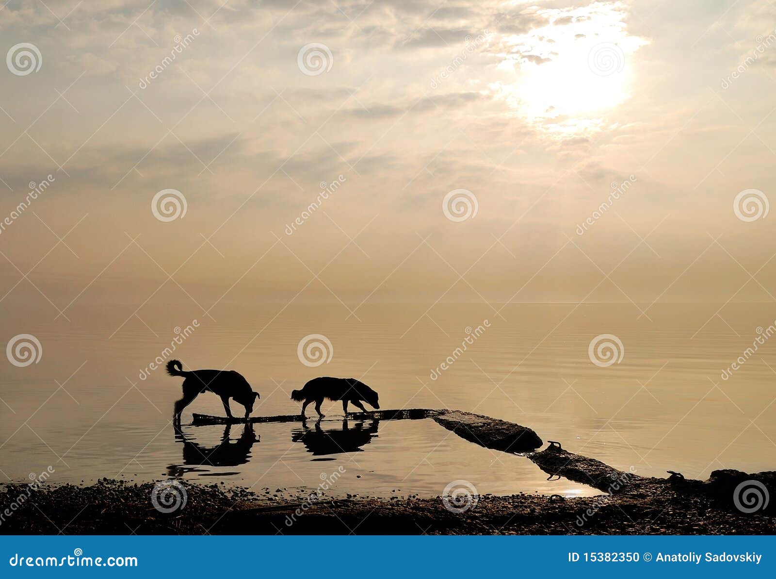 Two dogs by the sea at dawn