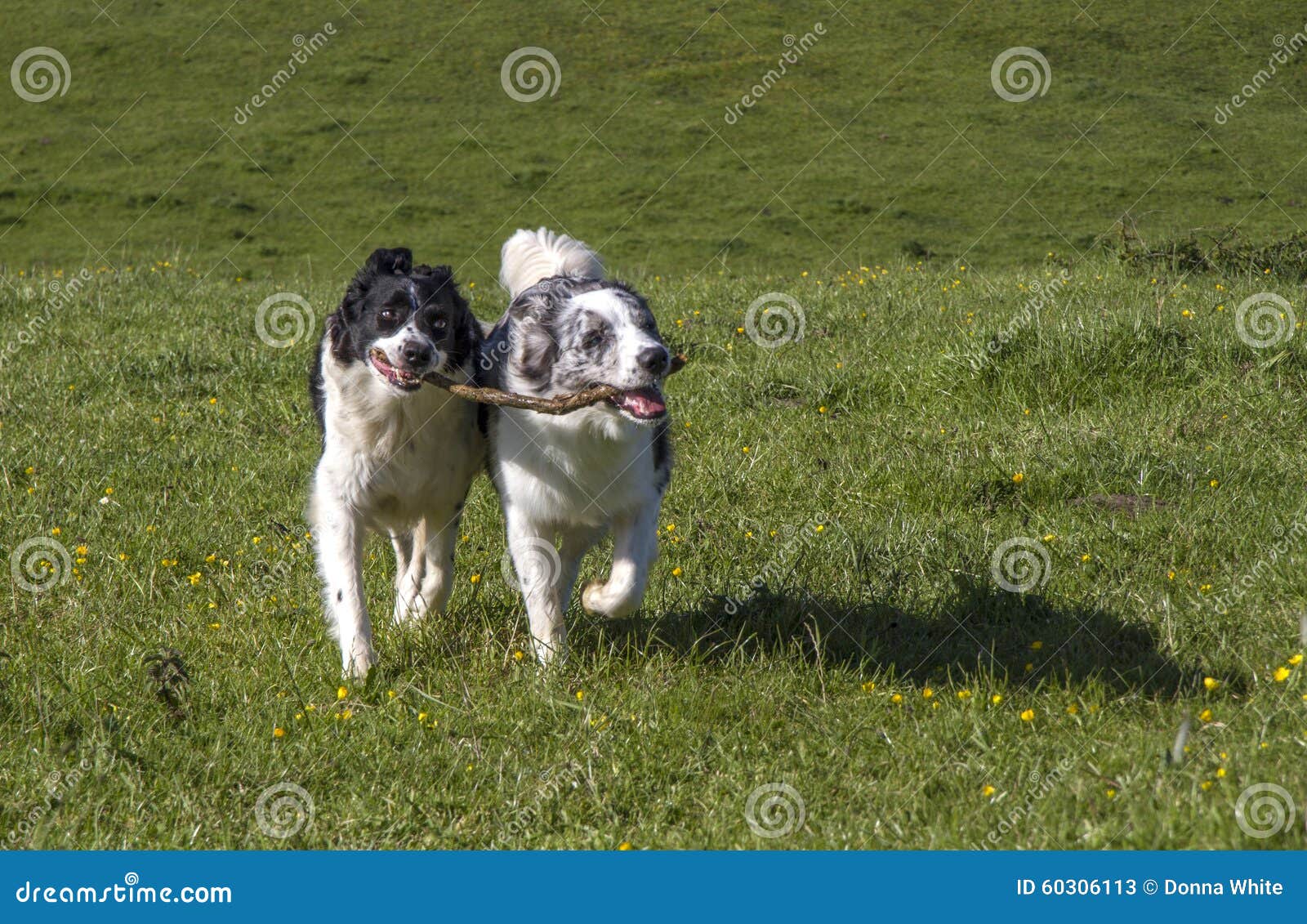 Dogs Sharing a Stick in Countryside Stock Image Image of fetch