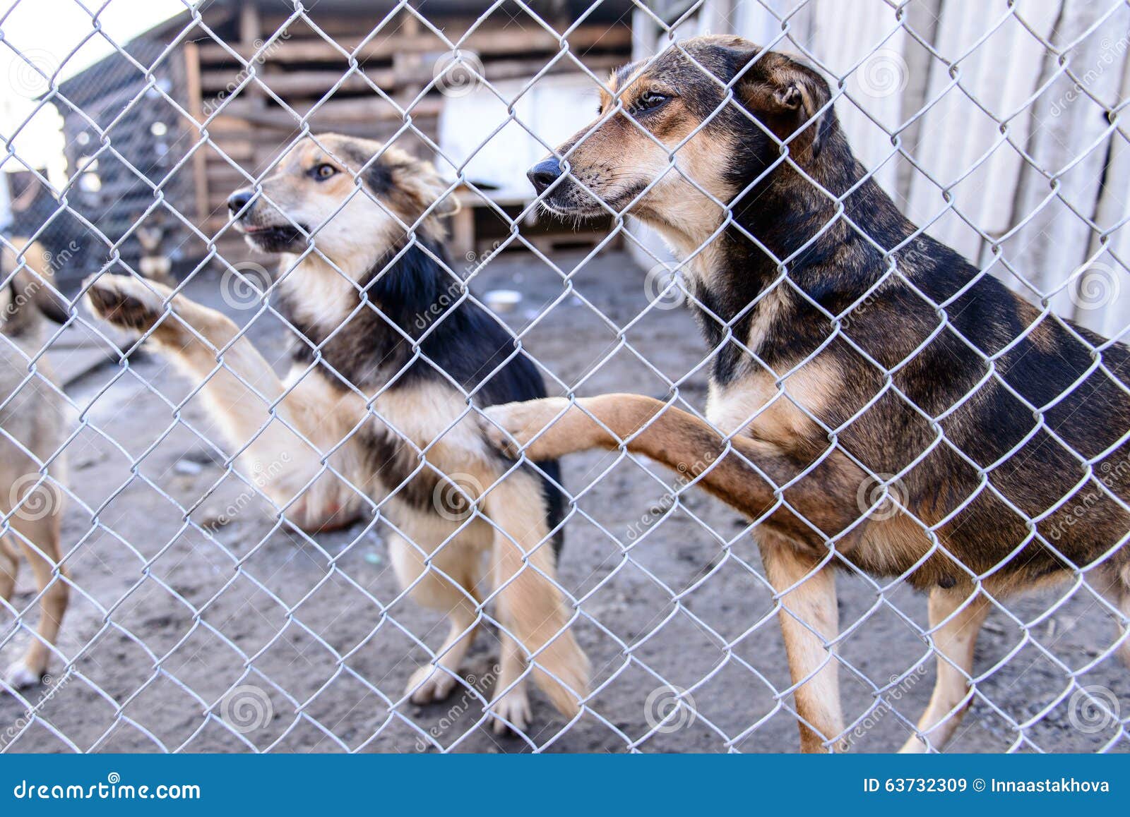 Dogs in shelter stock image. Image of puppy, captivity 63732309