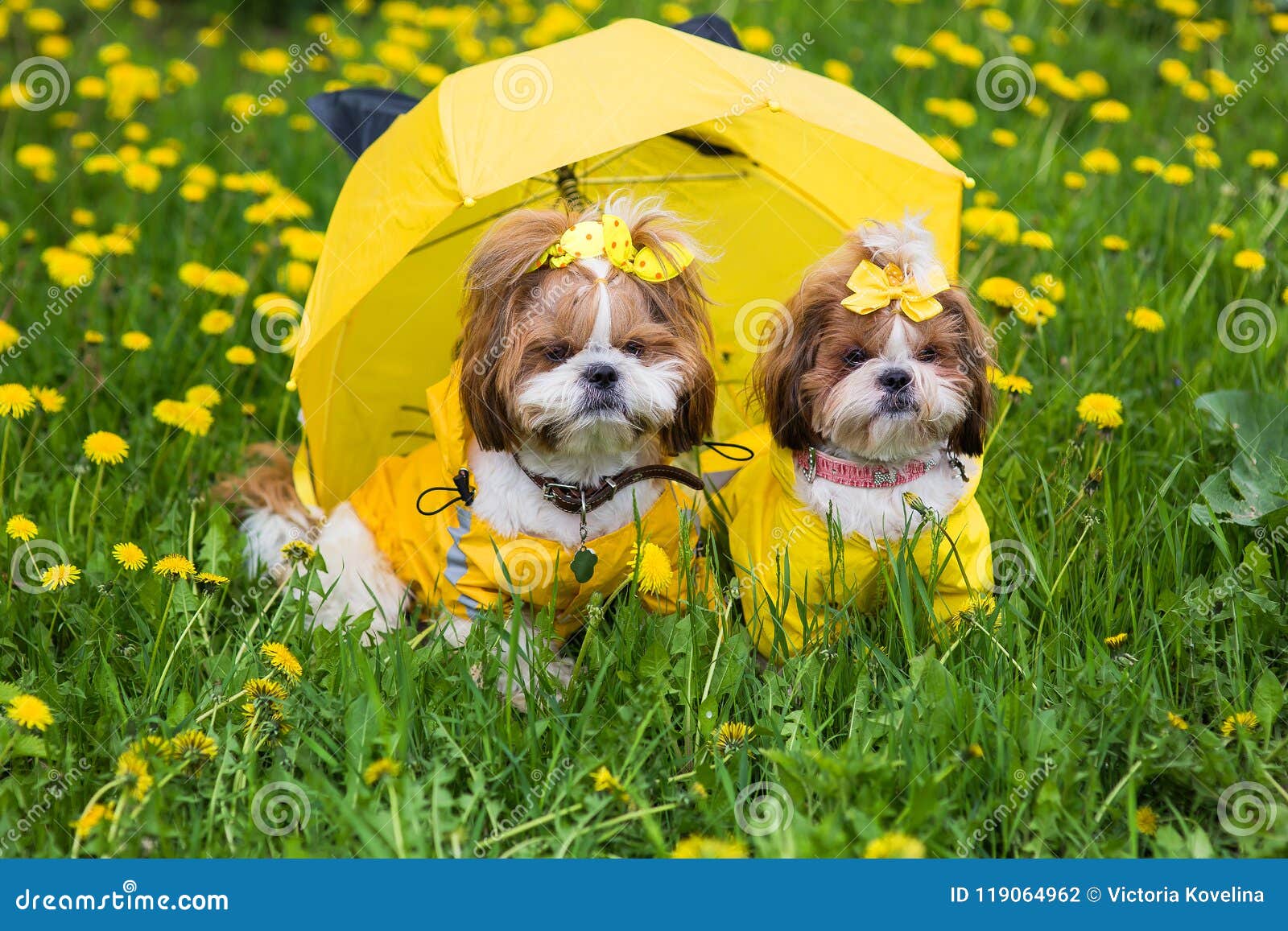 Shih Poo Umbrella Shih Poo Umbrella