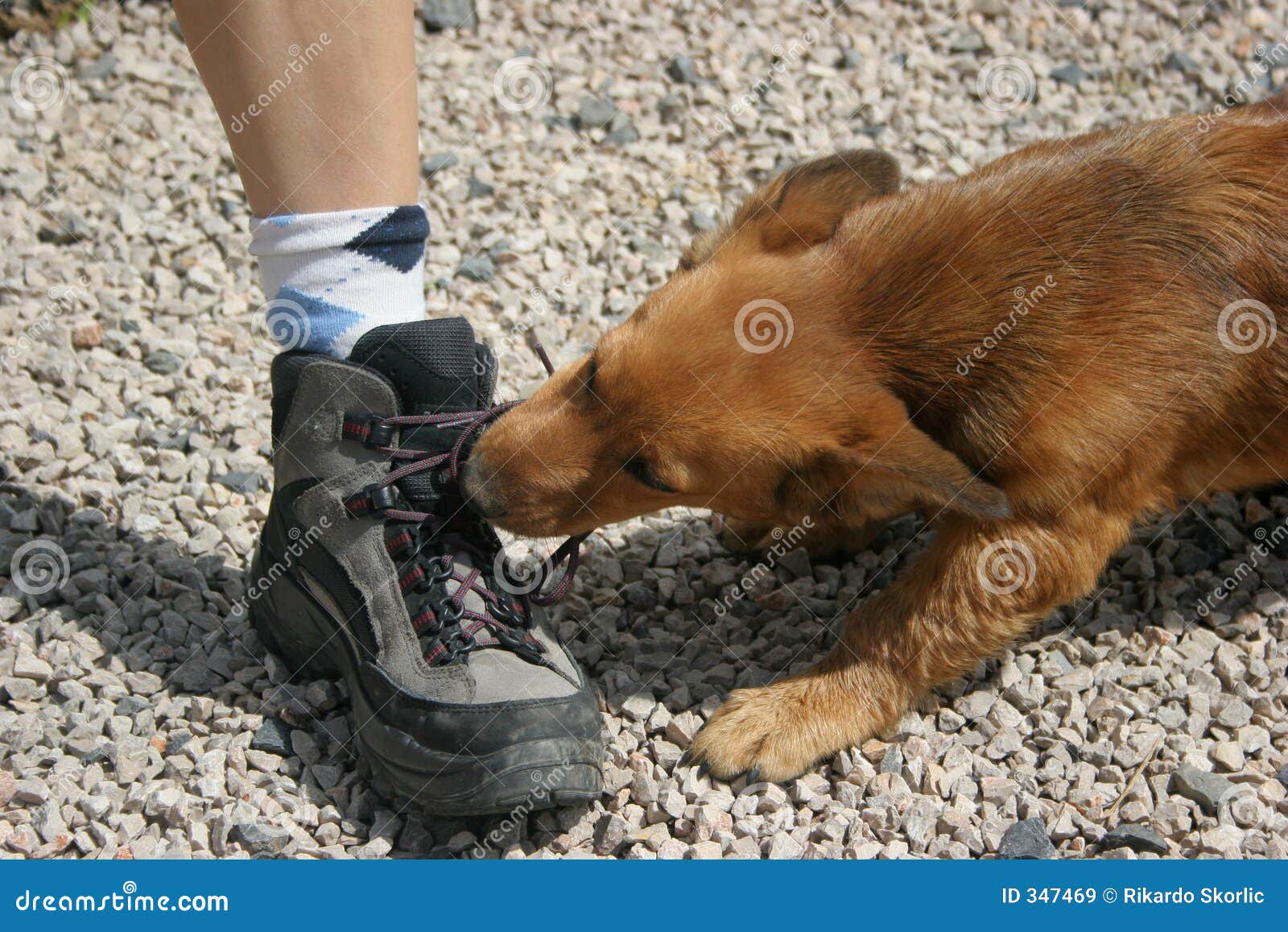 Dogs shoe stock image. Image of effort, strain, fight, gravle 347469