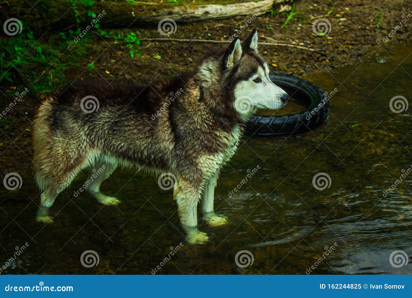 Dogs Siberian Husky Stock Image Image Of Lighting Nature 162244825