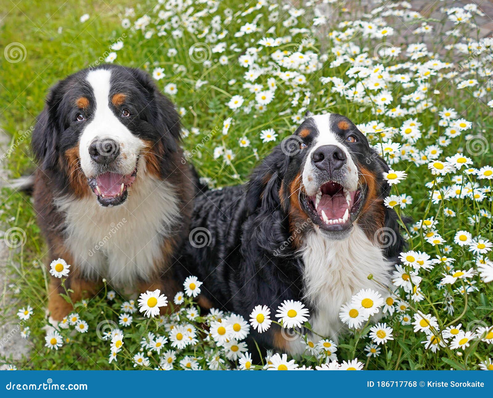 happy meadows mountain dogs