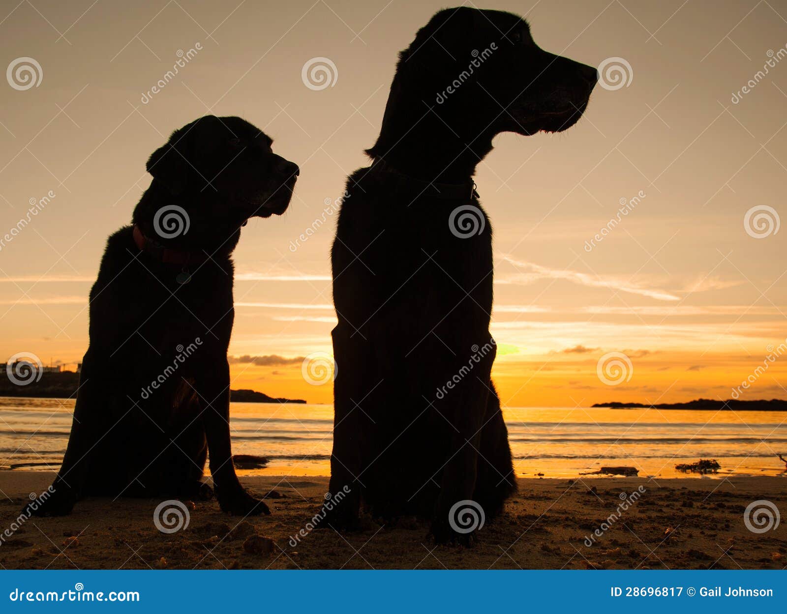 Dogs in the sunset stock image. Image of winter, sunset 28696817
