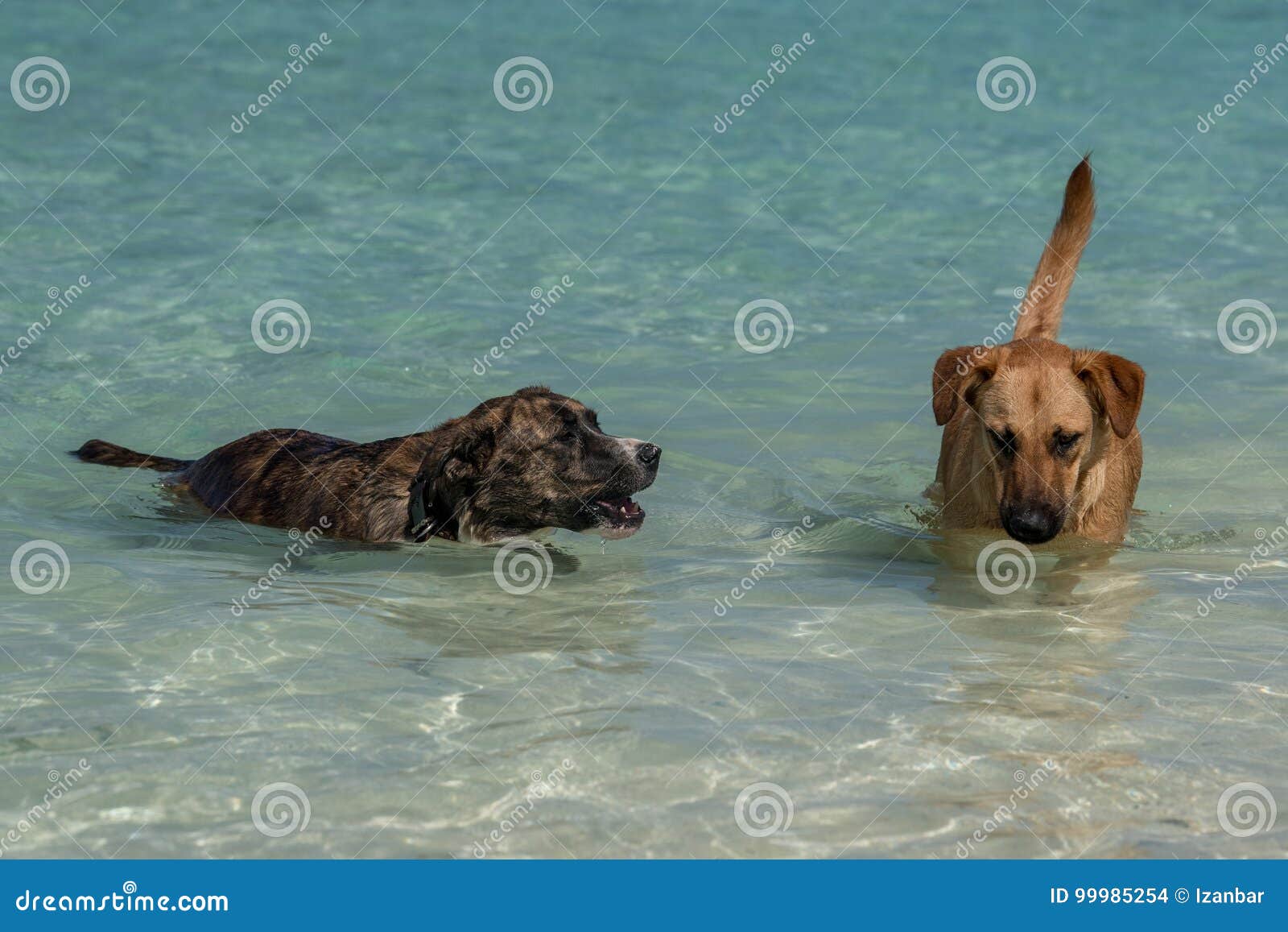 Dogs On Tropical Polynesian Beach Stock Photo Image Of Black Beach 99985254