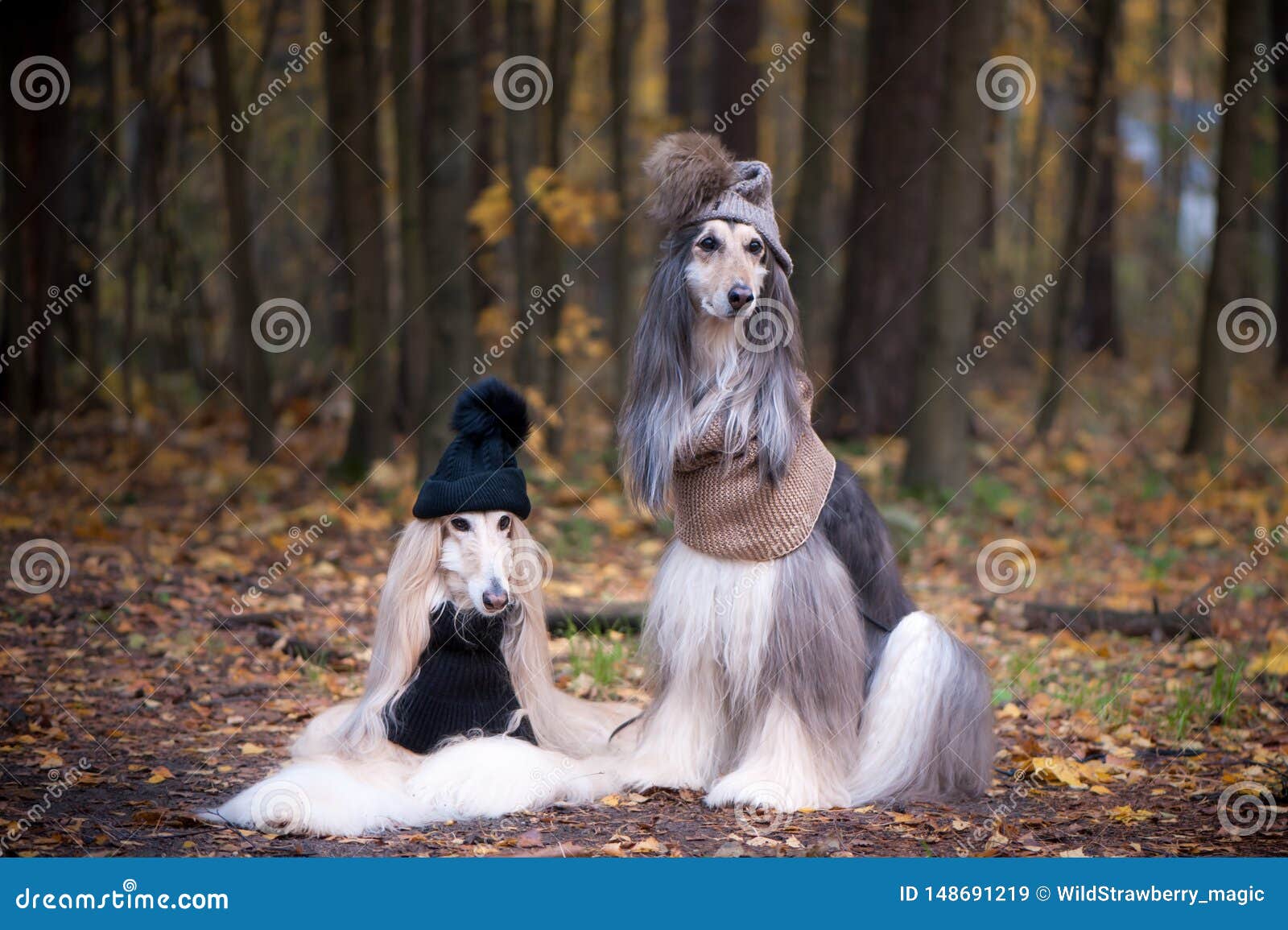 Dogs, Two Funny, Very Cute Afghan Hounds Hats and Scarves Stock Image -  Image of background, dedication: 148691219