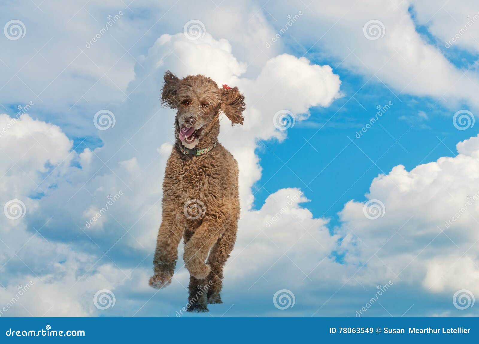 what are sky dogs