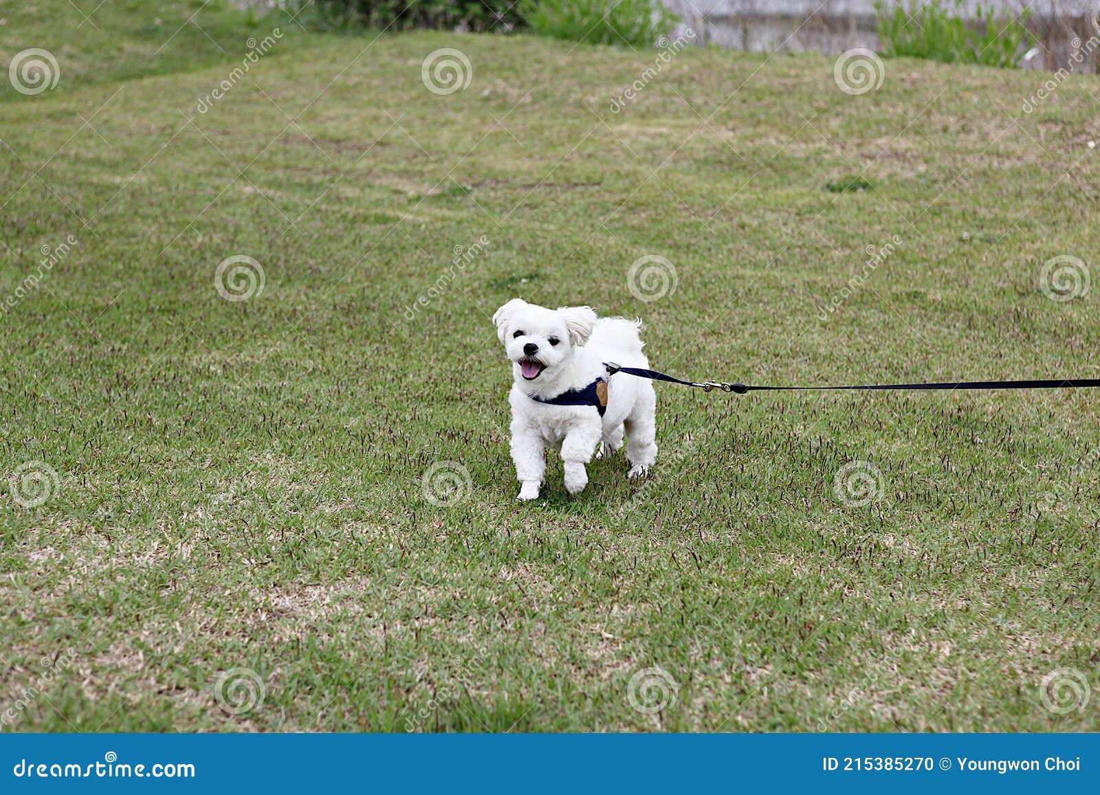 Dogs walk with humans stock photo. Image of scenery 215385270