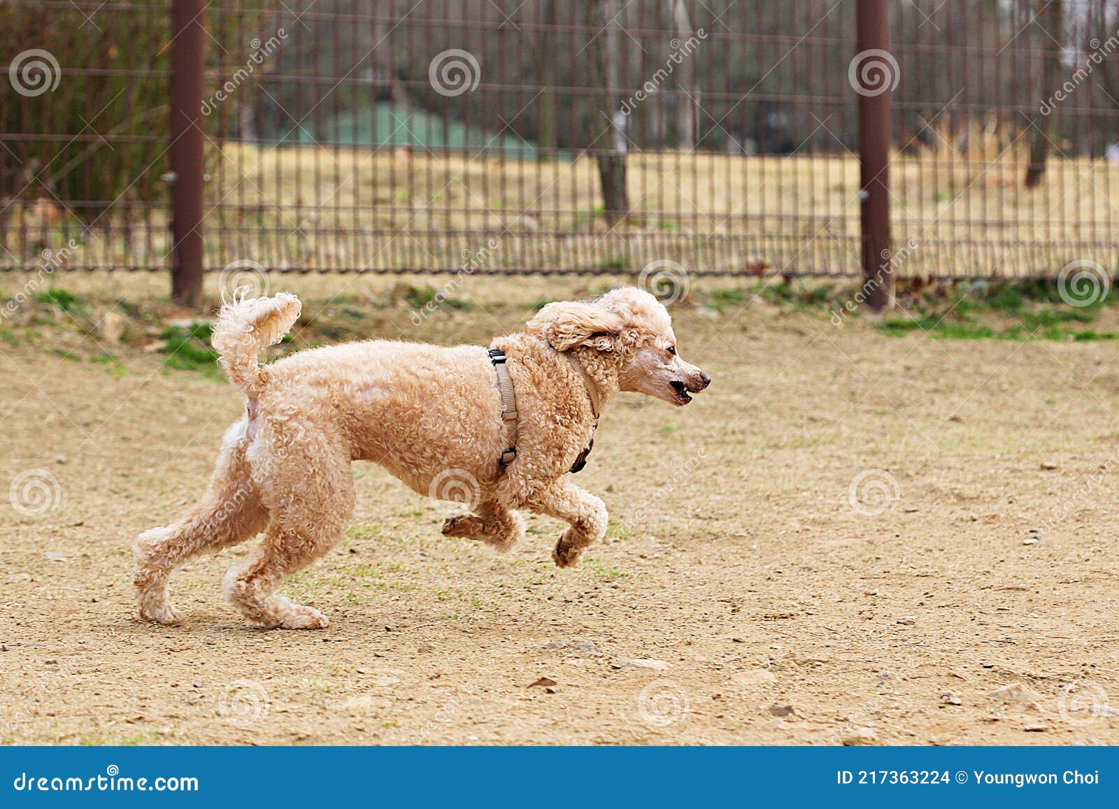Dogs walk with humans stock photo. Image of walk, koreapark 217363224