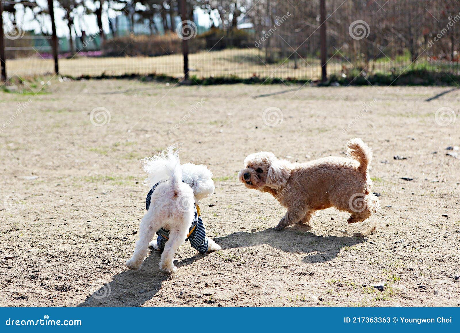 Dogs walk with humans stock image. Image of walk, exercise 217363363