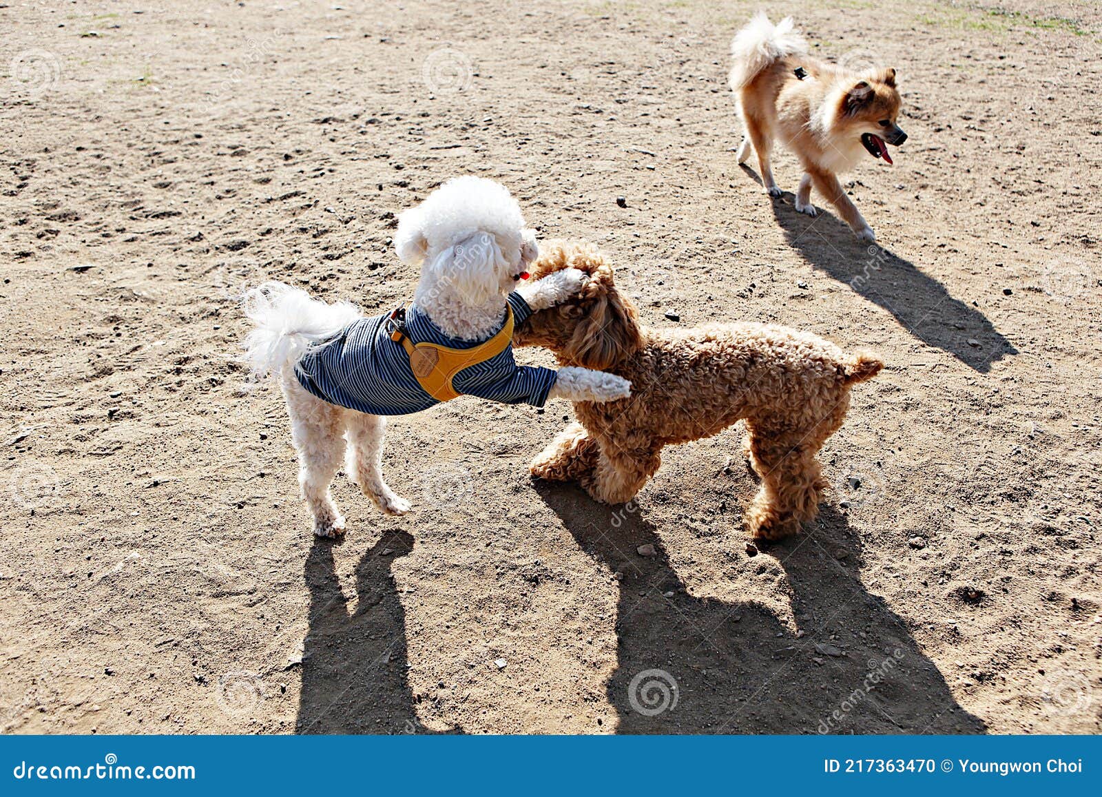 Dogs walk with humans stock photo. Image of puppy, exercise 217363470