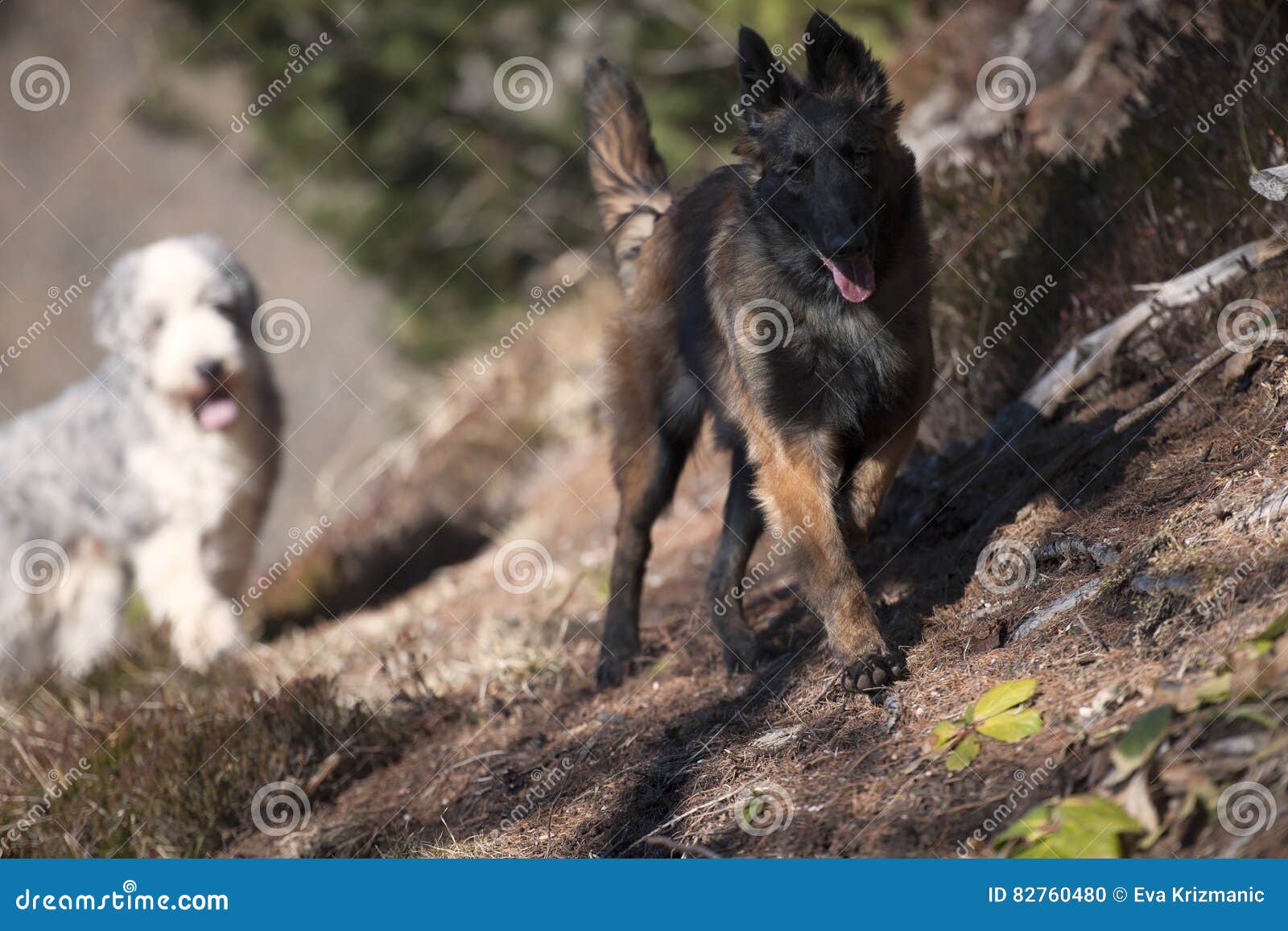 Dogs walking in forest stock photo. Image of adventure 82760480